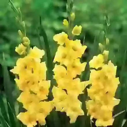 Nova Lux
